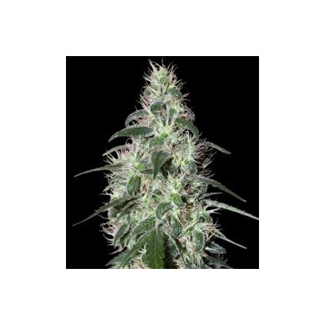 PULSAR * BUDDHA SEEDS 1 SEME FEM