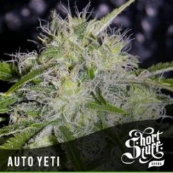 AUTO YETI *BOUTIQUE LINE SHORT STUFF SEEDS 5 SEMI FEM