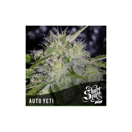 AUTO YETI *BOUTIQUE LINE SHORT STUFF SEEDS 5 SEMI FEM