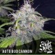 AUTO BUD CANNON *BOUTIQUE LINE SHORT STUFF SEEDS 5 SEMI FEM