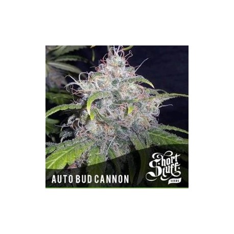 AUTO BUD CANNON *BOUTIQUE LINE SHORT STUFF SEEDS 5 SEMI FEM