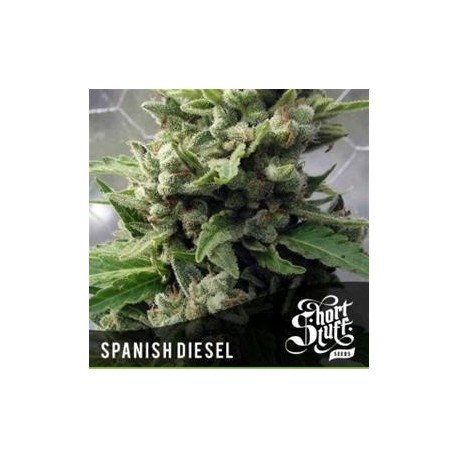 AUTO SPANISH DIESEL*BOUTIQUE LINE SHORT STUFF SEEDS 5 SEMI FEM