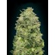 AUTO AFGHAN SKUNK * ADVANCED SEEDS 1 SEME FEM