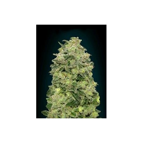 AUTO AFGHAN SKUNK * ADVANCED SEEDS 1 SEME FEM