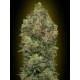 AUTO CRITICAL SOMA * ADVANCED SEEDS 1 SEME FEM