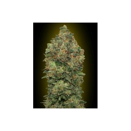 AUTO CRITICAL SOMA * ADVANCED SEEDS 1 SEME FEM