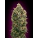 AUTO BLACK DIESEL * ADVANCED SEEDS 1 SEME FEM