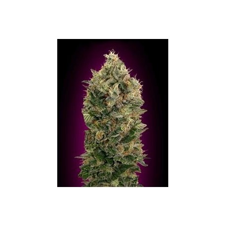 AUTO BLACK DIESEL * ADVANCED SEEDS 1 SEME FEM