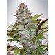 AUTO CHEESE NL* MINISTRY SEEDS FEMINIZED 5 SEMI