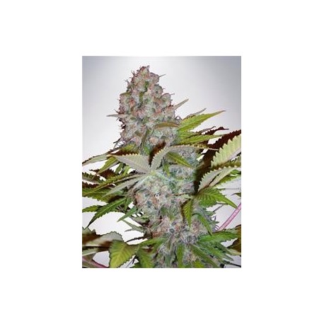 AUTO CHEESE NL* MINISTRY SEEDS FEMINIZED 5 SEMI