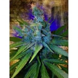 HAY-Z* MINISTRY SEEDS FEMINIZED 5 SEMI