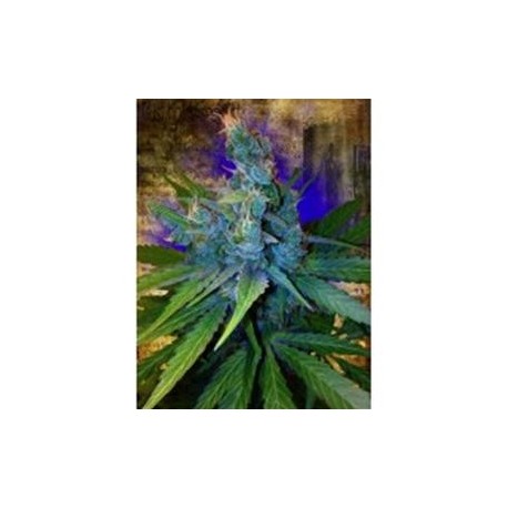 HAY-Z* MINISTRY SEEDS FEMINIZED 5 SEMI