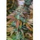 LEMON KUSH HEADBAND *HUMBOLDT SEEDS 3 SEMI FEM