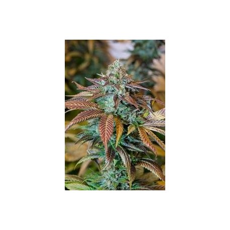 LEMON KUSH HEADBAND *HUMBOLDT SEEDS 3 SEMI FEM