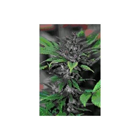 PAKISTAN CHITRAL KUSH * CANNABIOGEN 3 SEMI FEM