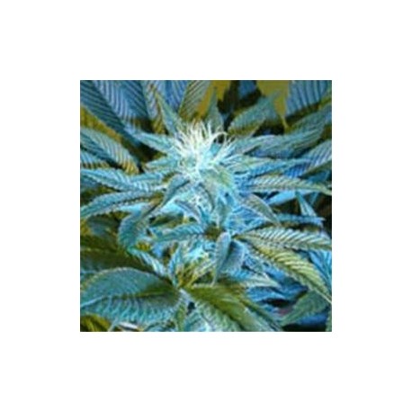 SANDSTORM * CANNABIOGEN 5 SEMI REG