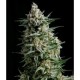 ANESTHESIA * PYRAMID SEEDS 3 SEMI FEM 