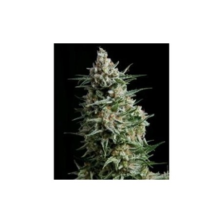 ANESTHESIA * PYRAMID SEEDS 3 SEMI FEM 