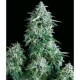 ANUBIS * PYRAMID SEEDS 3 SEMI FEM