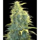 LENNON * PYRAMID SEEDS 3 SEMI FEM 