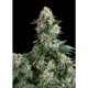 NEW YORK CITY * PYRAMID SEEDS 3 SEMI FEM 