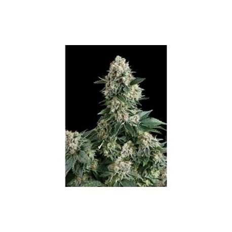 NEW YORK CITY * PYRAMID SEEDS 3 SEMI FEM 