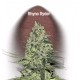 RHINO RYDER * FAST BUDS SEEDS 1 SEME FEM 