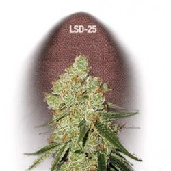 LSD 25 * FAST BUDS SEEDS 1 SEME FEM 