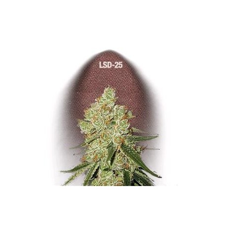 LSD 25 * FAST BUDS SEEDS 1 SEME FEM 