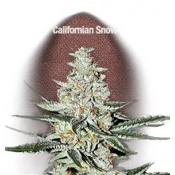 CALIFORNIAN SNOW * FAST BUDS SEEDS 3 SEMI FEM 