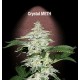 CRYSTAL M.E.T.H. * FAST BUDS SEEDS 3 SEMI FEM 