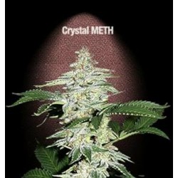 CRYSTAL M.E.T.H. * FAST BUDS SEEDS 3 SEMI FEM 