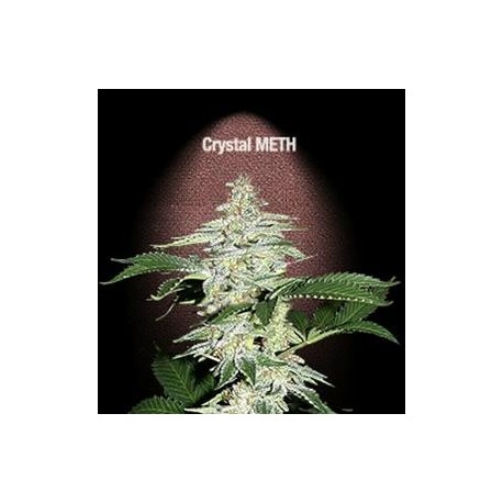 CRYSTAL M.E.T.H. * FAST BUDS SEEDS 3 SEMI FEM 