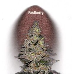 FASTBERRY * FAST BUDS SEEDS 3 SEMI FEM 