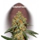 GRAPEFRUIT MATIC * FAST BUDS SEEDS 3 SEMI FEM 