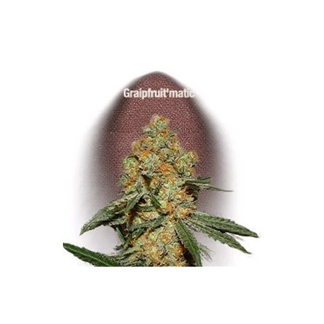 GRAPEFRUIT MATIC * FAST BUDS SEEDS 3 SEMI FEM 