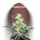 PINEAPPLE EXPRESS* FAST BUDS SEEDS 3 SEMI FEM 