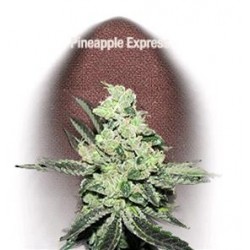 PINEAPPLE EXPRESS* FAST BUDS SEEDS 3 SEMI FEM 