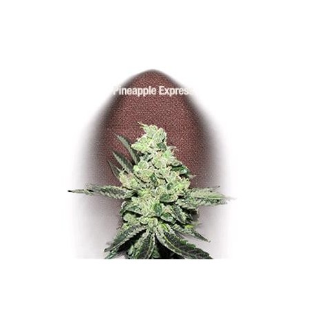 PINEAPPLE EXPRESS* FAST BUDS SEEDS 3 SEMI FEM 