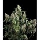 AUTO TUTANKHAMON * PYRAMID SEEDS 3 SEMI FEM 