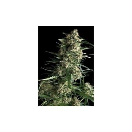 AUTO GALAXY * PYRAMID SEEDS 3 SEMI FEM 