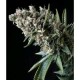 AUTO NEFERTITI * PYRAMID SEEDS FEMINIZED 3 SEMI