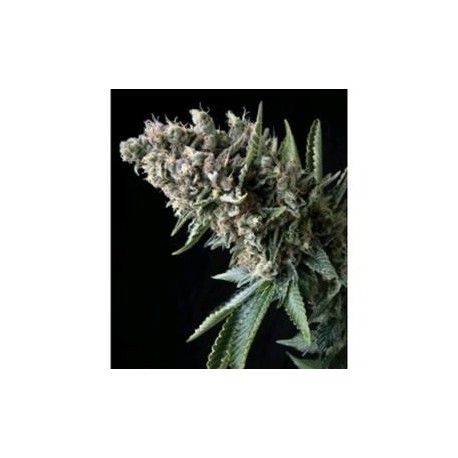 AUTO NEFERTITI * PYRAMID SEEDS FEMINIZED 3 SEMI