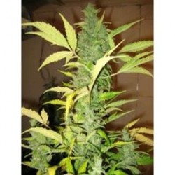 AUTO DESTROYER* ORIGINAL SENSIBLE SEED 1 SEME FEM