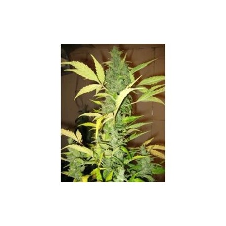 AUTO DESTROYER* ORIGINAL SENSIBLE SEED 1 SEME FEM