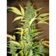 AUTO DESTROYER* ORIGINAL SENSIBLE SEED 10 SEME FEM