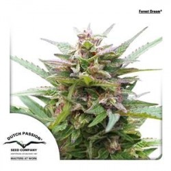 FOREST DREAM ® * DUTCH PASSION 5 SEMI FEM