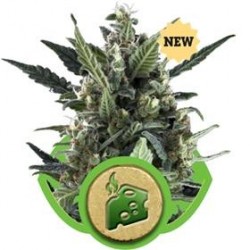 BLUE CHEESE AUTO * ROYAL QUEEN SEEDS 10 SEMI FEM 