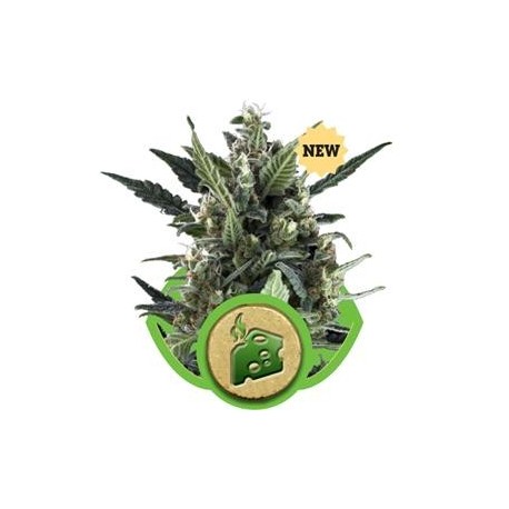 BLUE CHEESE AUTO * ROYAL QUEEN SEEDS 10 SEMI FEM 