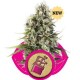 CHOCOLATE HAZE * ROYAL QUEEN SEEDS 1 SEME FEM 